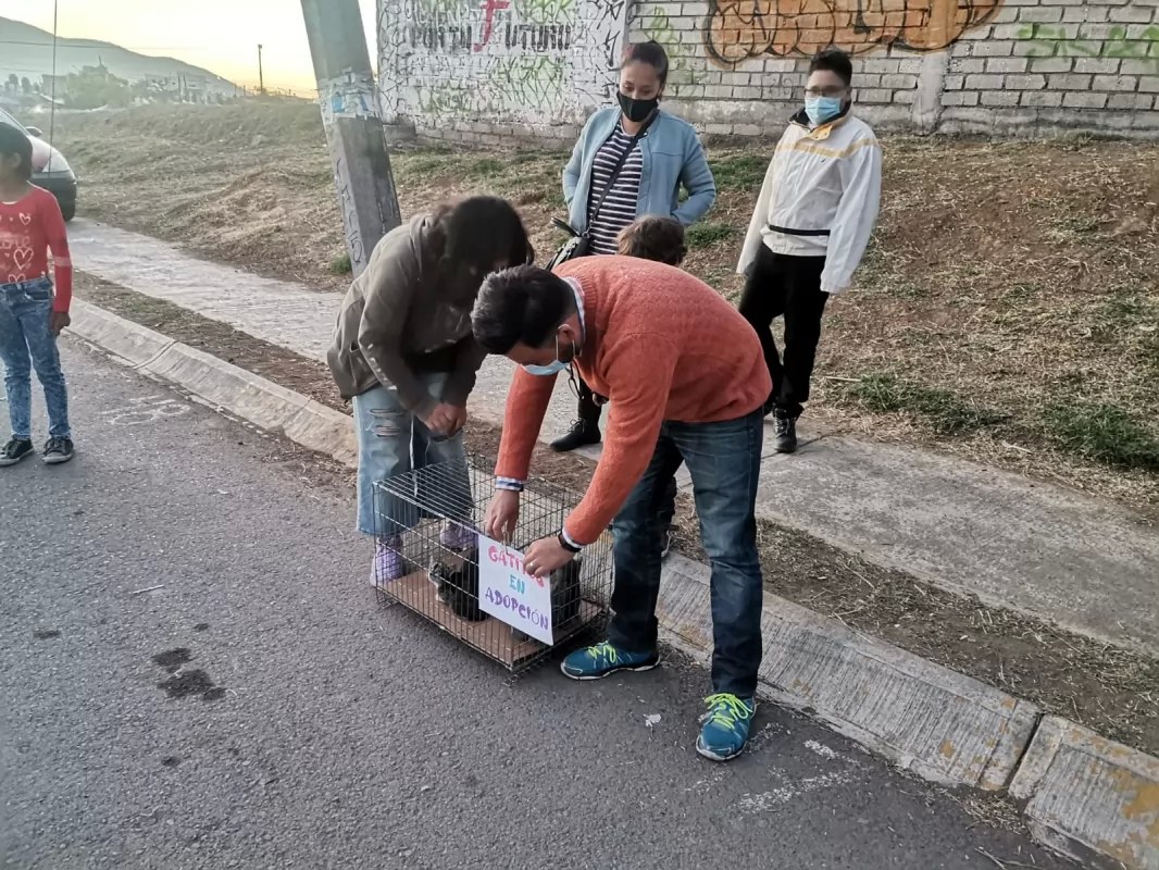 Buscan hogar a gatitos en el tianguis de la Cantera