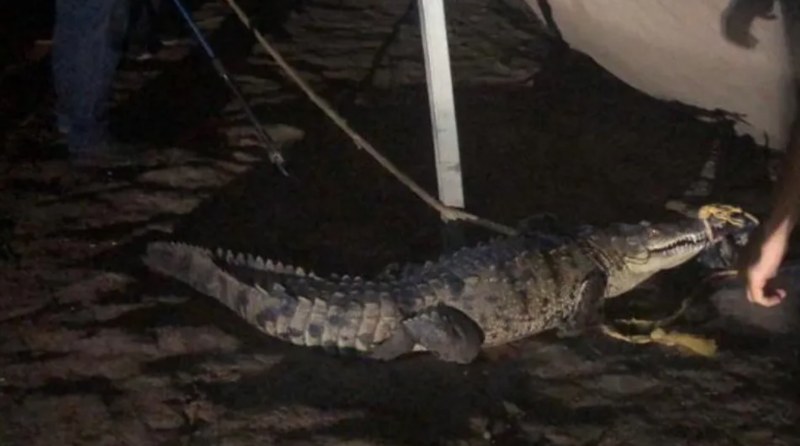 Culiacán. Retiran cocodrilo de 2 metros de zona poblada en Costa Rica