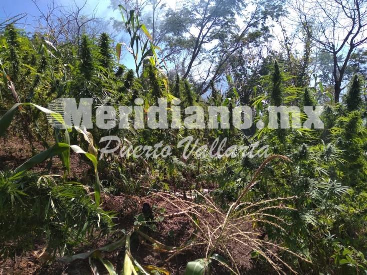 el municipio de talpa de allende ¡militares revientan 46 narco plantíos!