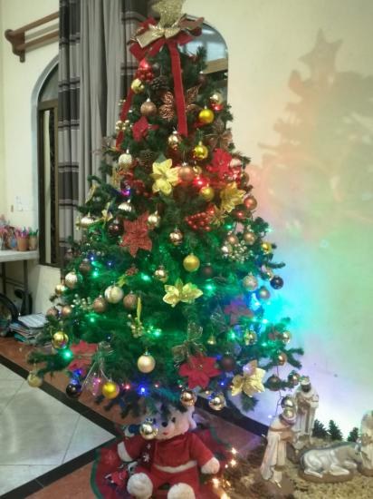 Inicia Ayuntamiento Campaña de Acopio de Arboles Navideños