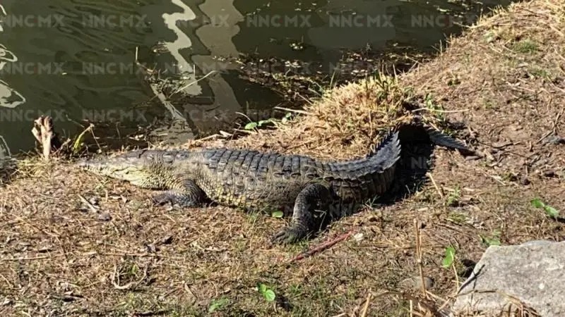 Capturaron a cocodrilo a espaldas de mega comercial en Puerto Vallarta